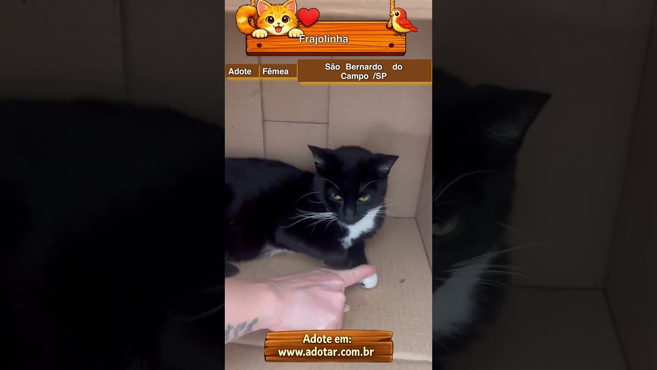 Gato raça SRD-ViraLata idade 1 ano nome Frajolinha