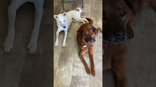 Video preview image #1 Mutt Puppy For Sale in San Diego, CA, USA