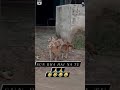 Hot Girl Reaction On Dog Sex Funny Moments