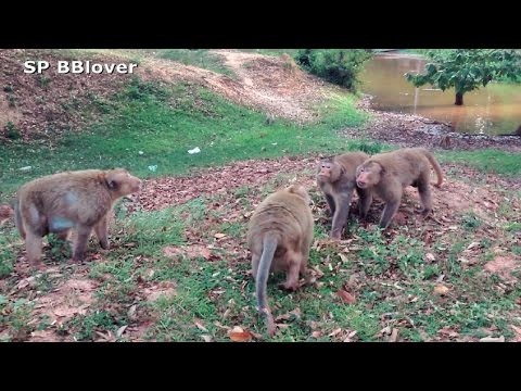 Invader Monkey Fighting Alpha Monkey - Monkey Fighting - SP BBlover