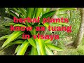 Herbal Plants Tuang Bisayan Term Tuang