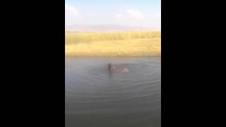 My dog killing a coyote