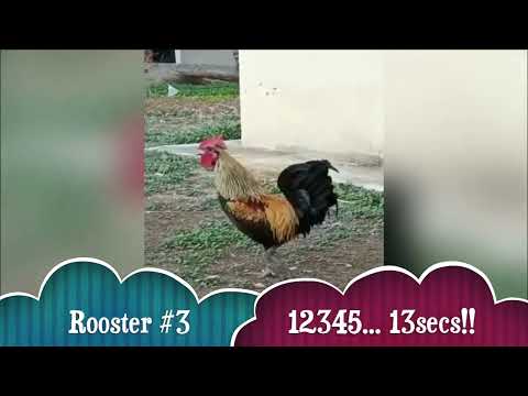 Funny Rooster Crow Till Faint Competition