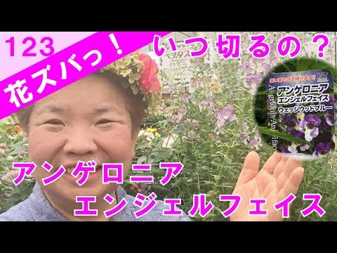 アンゲロニア、天使の顔 植物