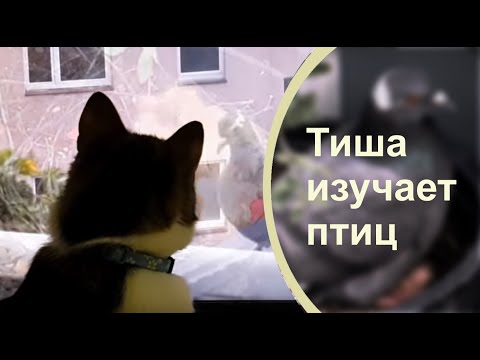 КОТ СМОТРИТ ролики на ЮТУБЕ