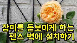 장미를 돋보이게 하는 펜스 벽에 설치하기