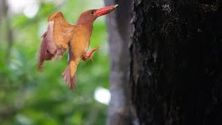 リュウキュウアカショウビン5羽中3羽巣立ち(動画あり)