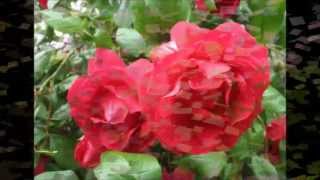 ♫Rosas♫ ***Roberta Miranda***