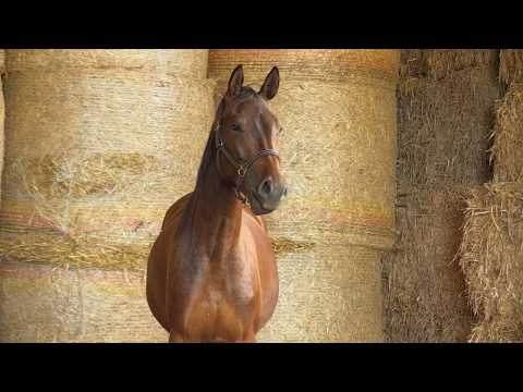 Grafenstart von Lossow  - Tanzmeister I - Herzzauber geb. 04.08.2018