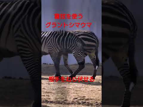 総合格闘技の様な寝技を使うグラントシマウマ #shorts