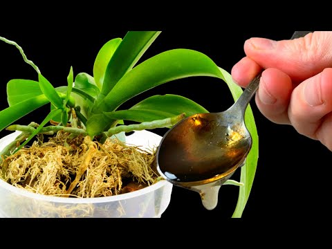 Top 10 DON'Ts when Growing Orchids - tips for orchid beginners