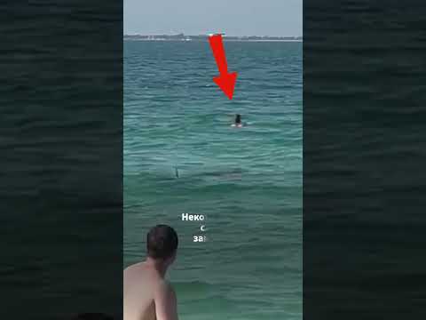 Акула заплыла на пляж в Дубае #animalshorts
