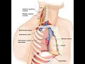 Two Minutes of Anatomy: Phrenic Nerve