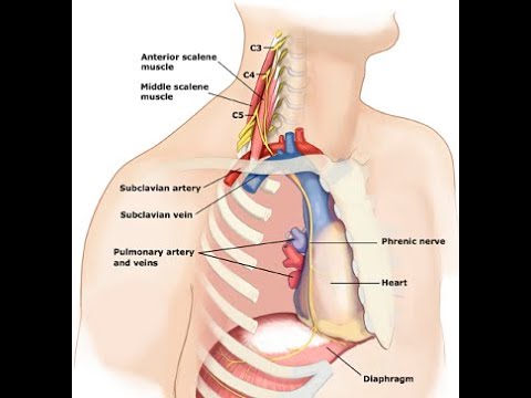 Two Minutes of Anatomy: Phrenic Nerve - YouTube