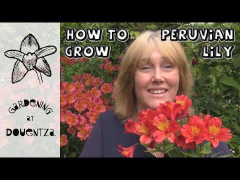 How to Grow Peruvian Lilies (Alstroemeria) in the Garden || Quick & Easy Guide