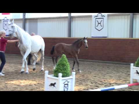 Stutfohlen v. Cascadello aus Claire 2014