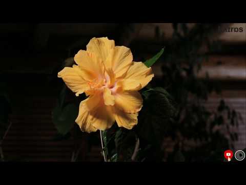 Nice Flower Blooming Time Lapse | Beautiful Flowers | Pretty Flowers Video | Music