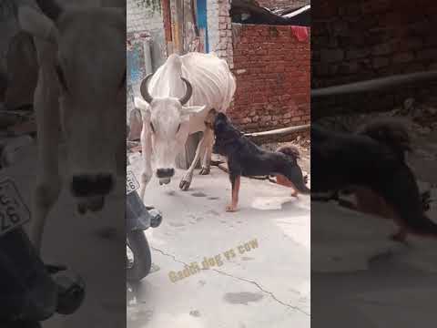 , title : 'Gaddi dog vs cow fight | bhutiya vs cow dangerous fight'