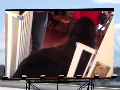 Chloe the Newfoundland