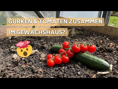 , title : 'Gurken & Tomaten zusammen im Gewächshaus - Geht nicht? Geht doch!'