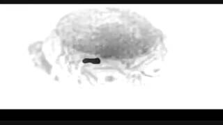 HAMBURGER  LADY (Throbbing Gristle)