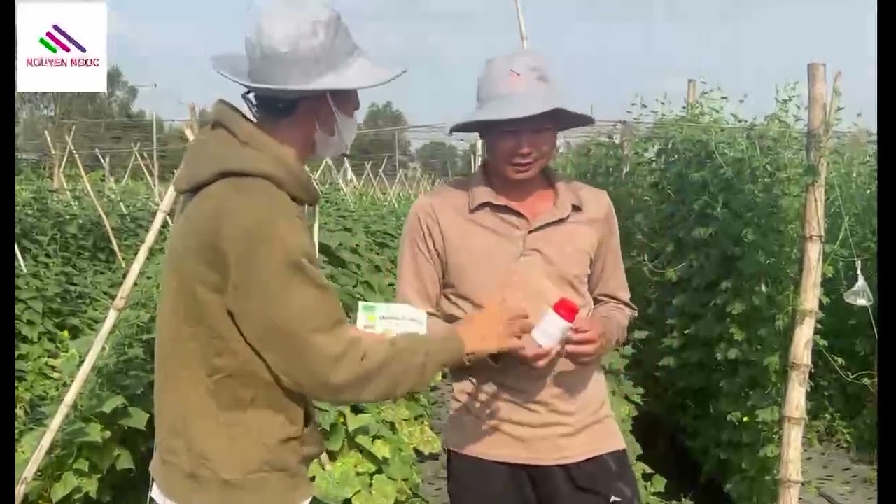 Safari 250EC , Hi amino, Amco comb trên dưa leo