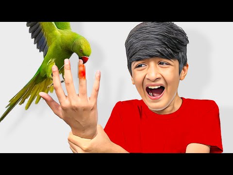 Mohib ko Bolnay waly Totay ny kaat diya