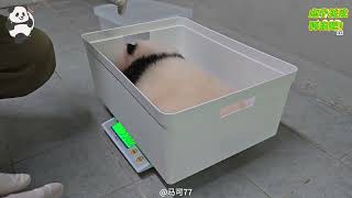 我们的四妹，爆炸式的生长，体重已经3384K了#panda#everland#爱宝乐园#爱宝幼崽#宋爷爷#福宝#治愈#萌宠#来这吸熊猫