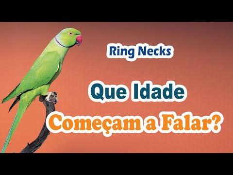 Que idade o ring neck começa a falar? Que idade ring neck aprende a falar?