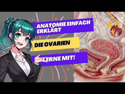 Ovaries & Fallopian Tubes Simply Explained – Cycle, Ovulation, Ovaries, Tubes and Fertilization