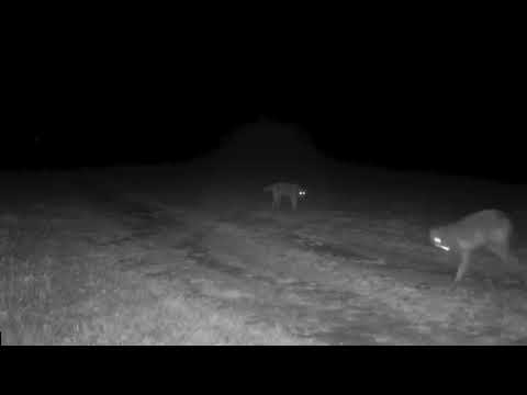 Red wolves howling in North Carolina