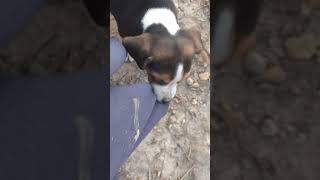 Video preview image #6 Beagle Puppy For Sale in HURRICANE MILLS, TN, USA