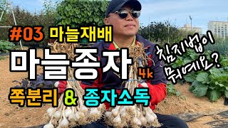 [마늘재배 #03] [4k] 마늘 소독하기 / 의성 6쪽마늘 종자 구매하고 쪽분리 작업 / 침지법으로 24시…