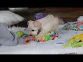 Miniature Schnauzer dogs for sale: Milo - Video 1