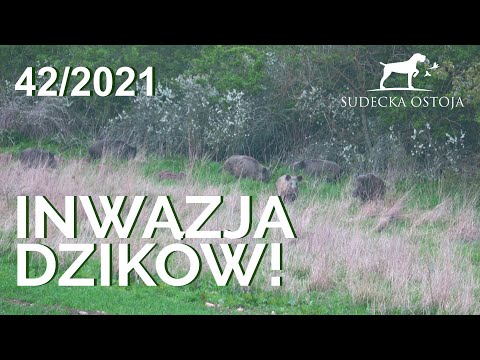SUDECKA OSTOJA 42/2021. Polowanie na dziki. Hunting Wild boars in Poland.