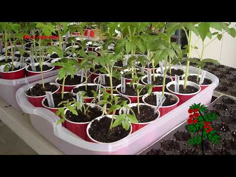 , title : '7 Cara Budidaya tanaman tomat yang baik dan benar'