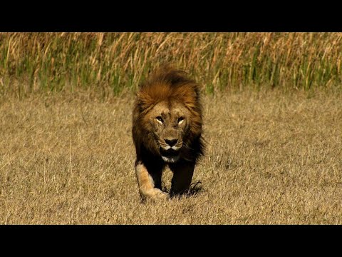 Reino de Leones (Punto de Ebullición) Episodio 3 S1 Leones Nsefu