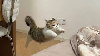 You Can’t Stop Laughing at This Cat 😂