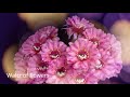 Waltz Flowers