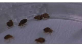 How to Inspect Your Home for Bed Bugs | Pest Control