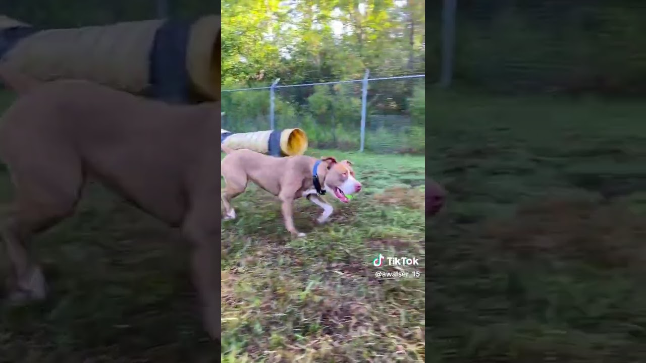Enlarge Aspen, a Adoptable mixed breed in Newport, NC video 6/6