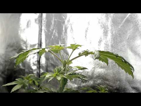 Topping marijuana timelapse