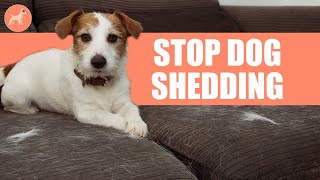 How to Minimize & Stop Your Dog From Shedding Excessively? 6 Ways