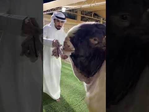 , title : 'World Longest Ears Goat breed Of Dubai || youtube short || short'