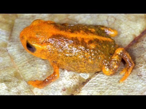 Espécie de minissapo é descoberta em SC - MENOR SAPO DO MUNDO Brachycephalus