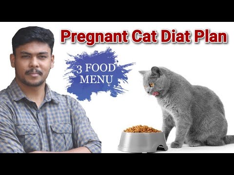 ഗർഭിണിയായ പൂച്ചയുടെ 3 ഭക്ഷണ രീതികൾ | Pregnant Cat Diat Plan