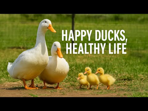 download lagu mp3 mp4 Do Ducks Eat Cabbage, download lagu Do Ducks Eat Cabbage gratis, unduh video klip Do Ducks Eat Cabbage