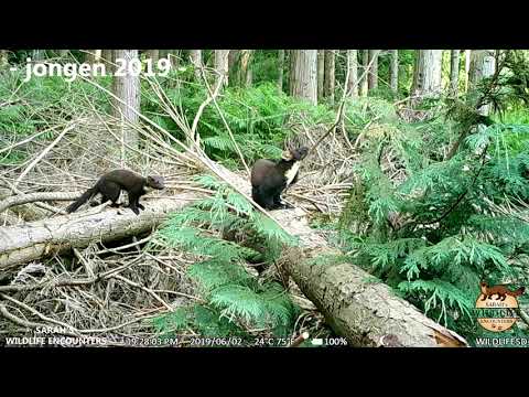 Boommarters (pine martens) in West-Vlaanderen: de mooiste, grappigste en interessantste beelden