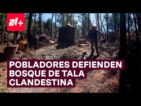 Pobladores se unen para defender bosque de la tala clandestina - N+