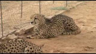 preview picture of video 'Cheetah feeding time'